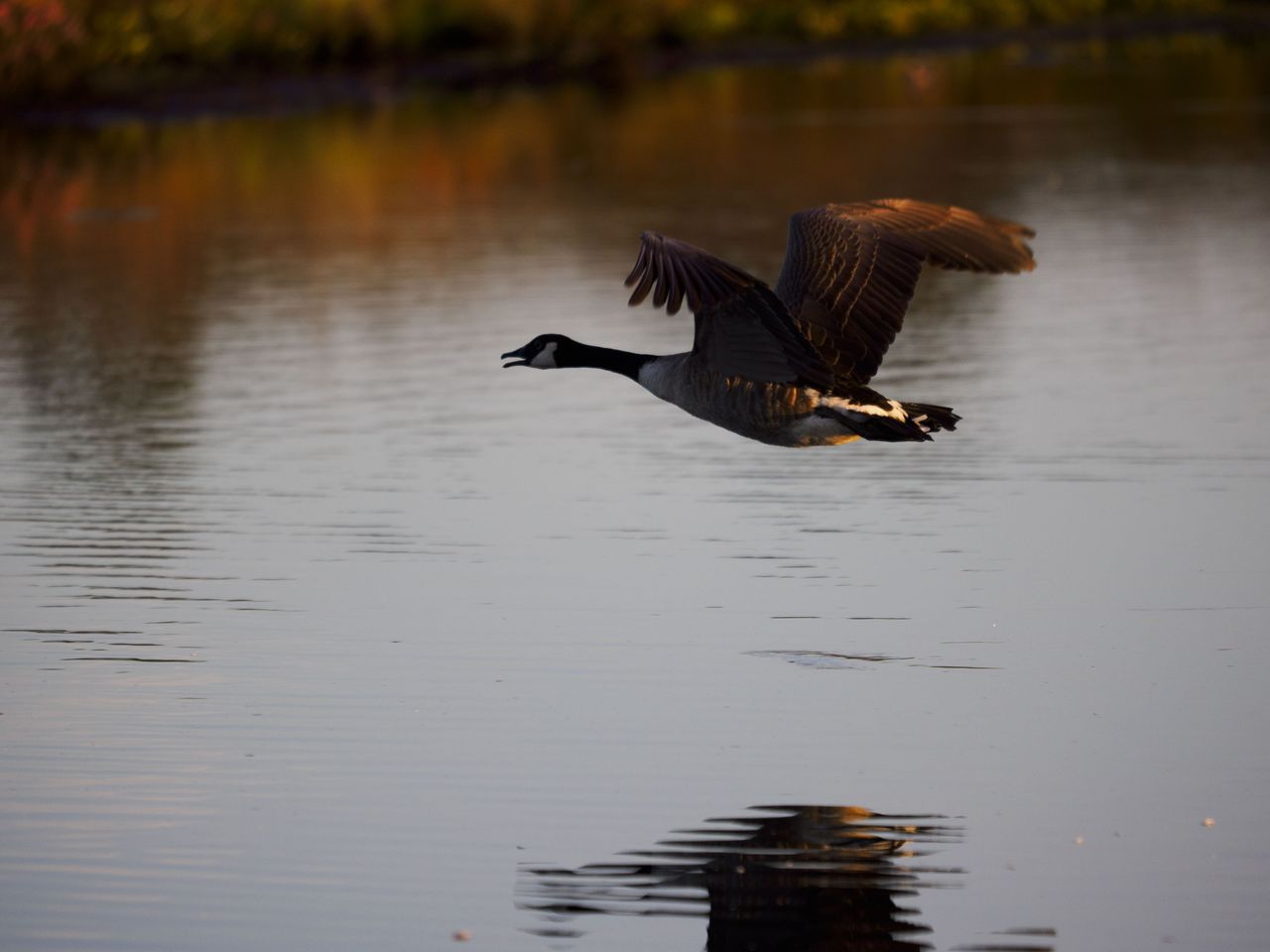 OM System 50-200mm F2.8 sample gallery: goose in flight over water at first light