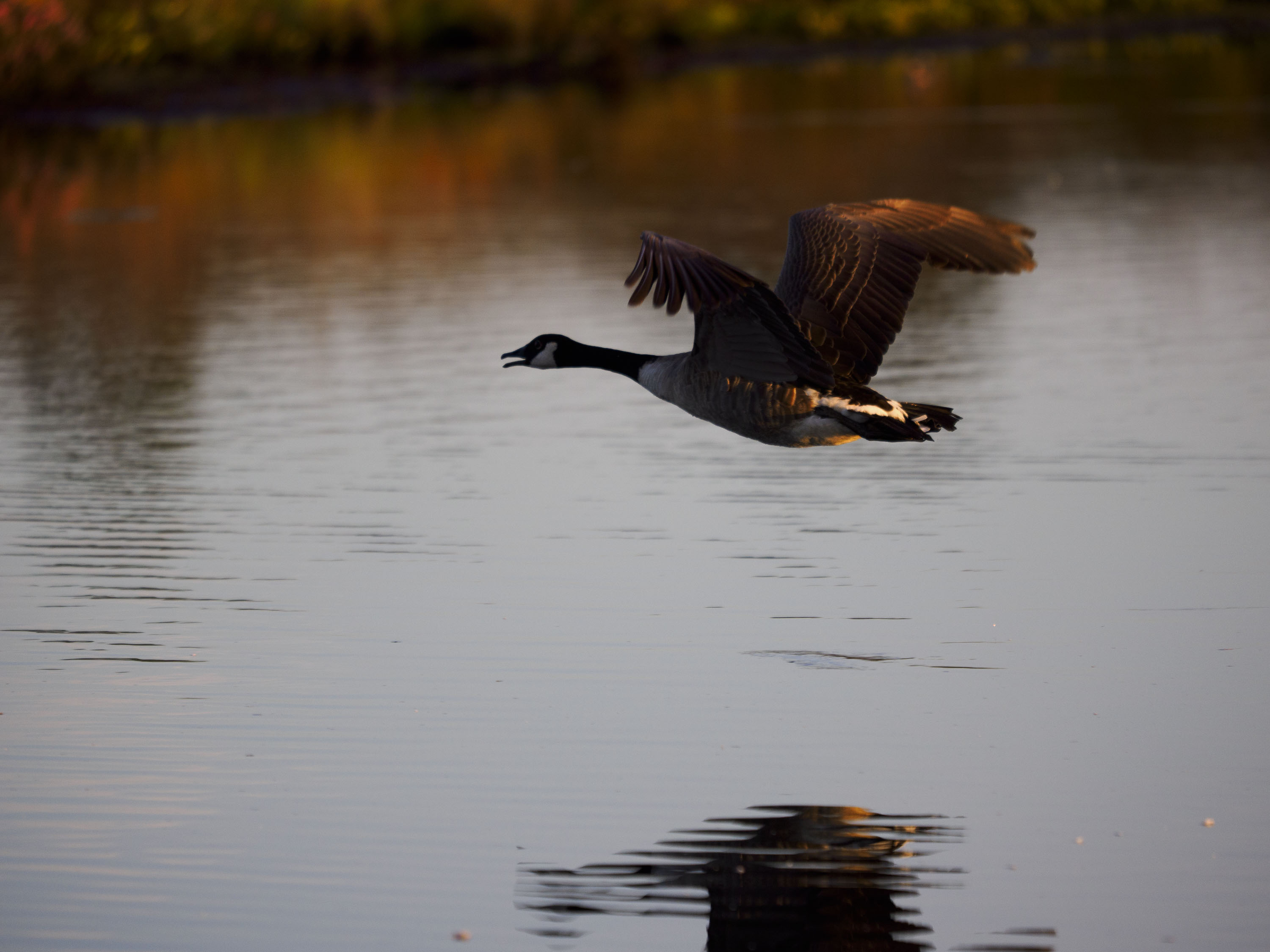 OM System 50-200mm F2.8 sample gallery: goose in flight over water at first light