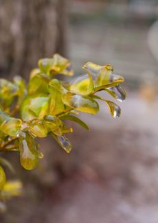 Close Up Of Boxwood Plant Covered With Water