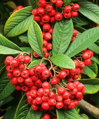 Cotoneaster frigidus 'Cornubia'