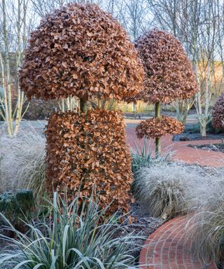 Frosted domed beech topiary and snaking brick paths in a courtyard garden