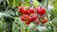 Organic red tomatoes growing on a tomato plant in a vegetable garden
