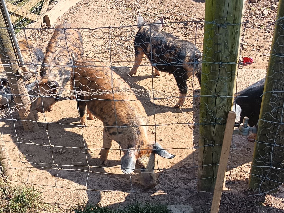 Honor 400 Lite camera samples