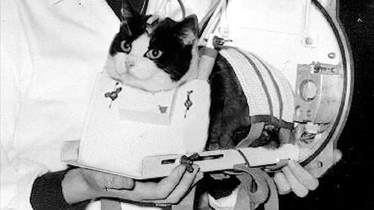 a black-and-white cat in a small device held down with straps and tubes