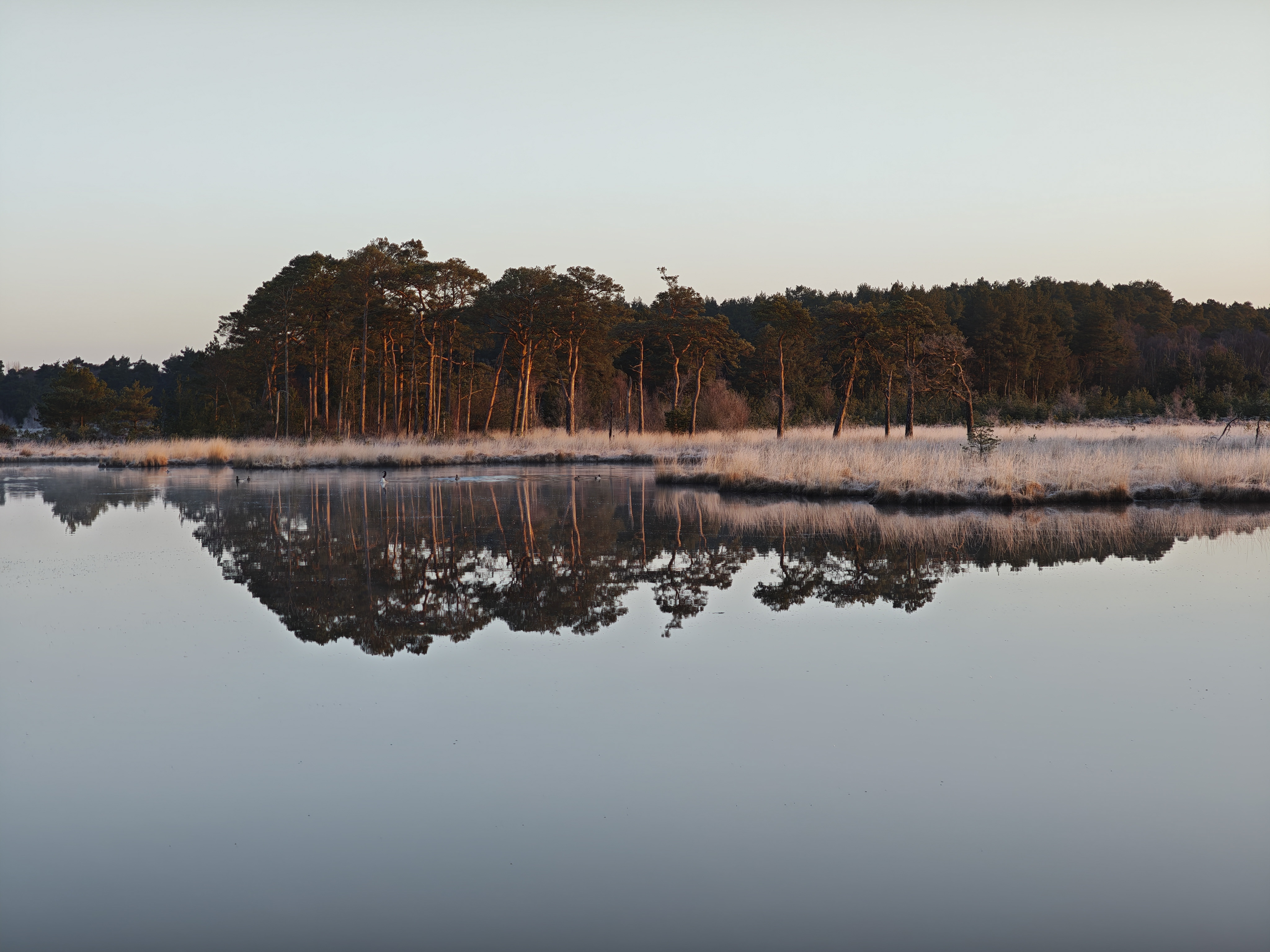 Xiaomi 15 Ultra sample photos; trees reflected in still water at first light