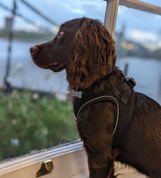 Wilf the cocker spaniel looks out the window