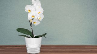 White orchid on table