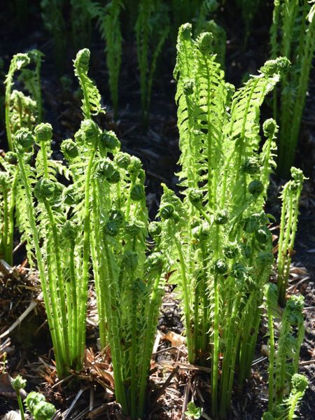 Ostrich Ferns