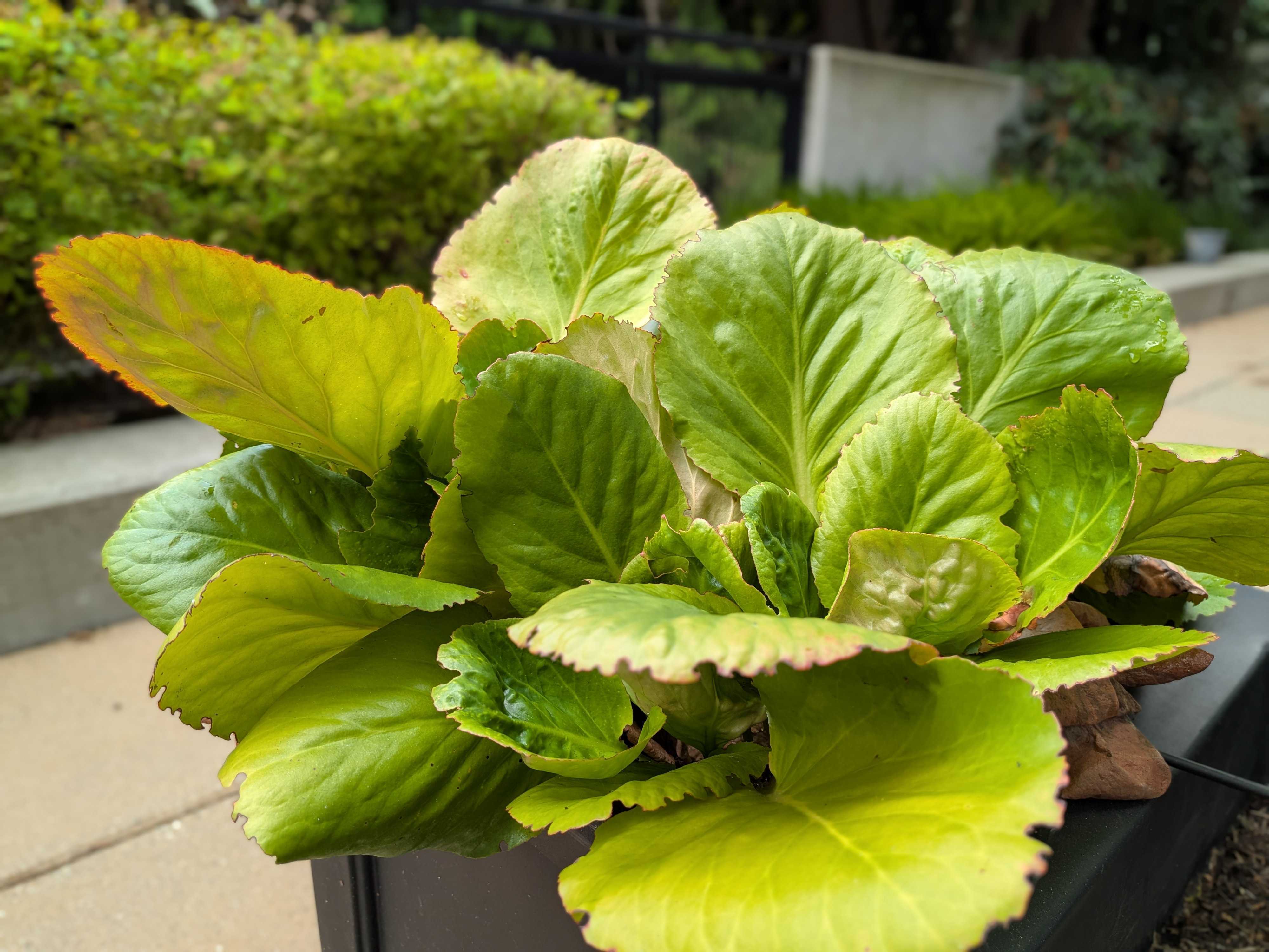 A pot of green plants