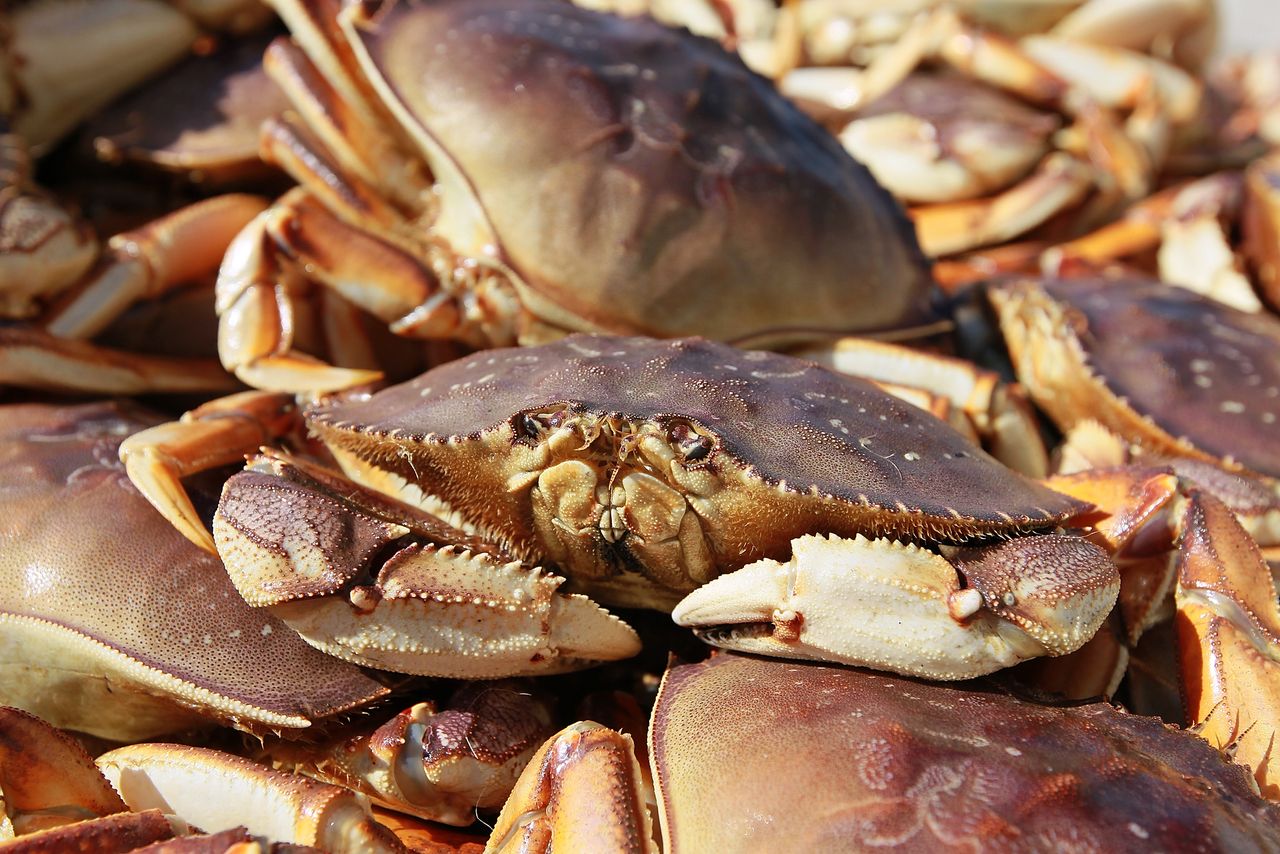 Dungeness Crab. 