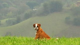 Boxer dog on farm