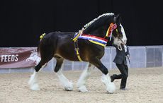 A champion Shire Horse stallion named Landcliffe