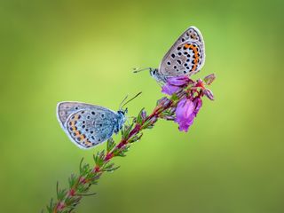 Follow these 4 easy steps for better butterfly photography | Digital ...