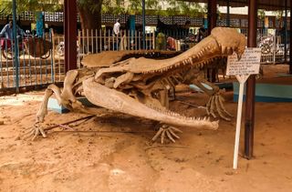 reconstructed skeleton of giant extinct crocodile sarcosuchus on sand with a railing behind it.