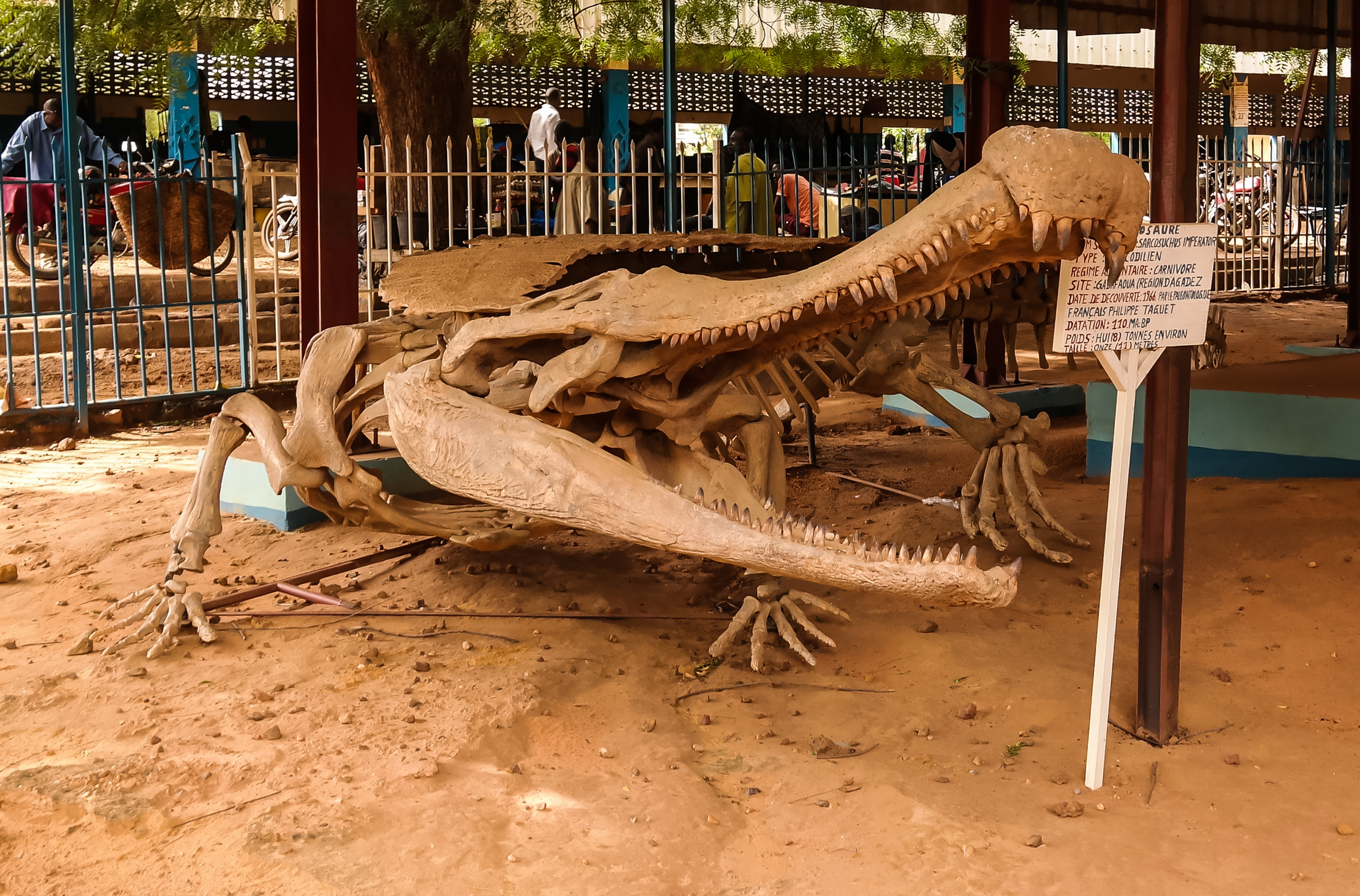 Un esqueleto reconstruido del cocodrilo gigante extinto Sarcosuchus yace en la arena con una valla detrás.