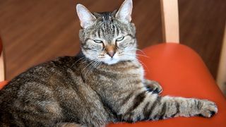 Cat sitting on sofa