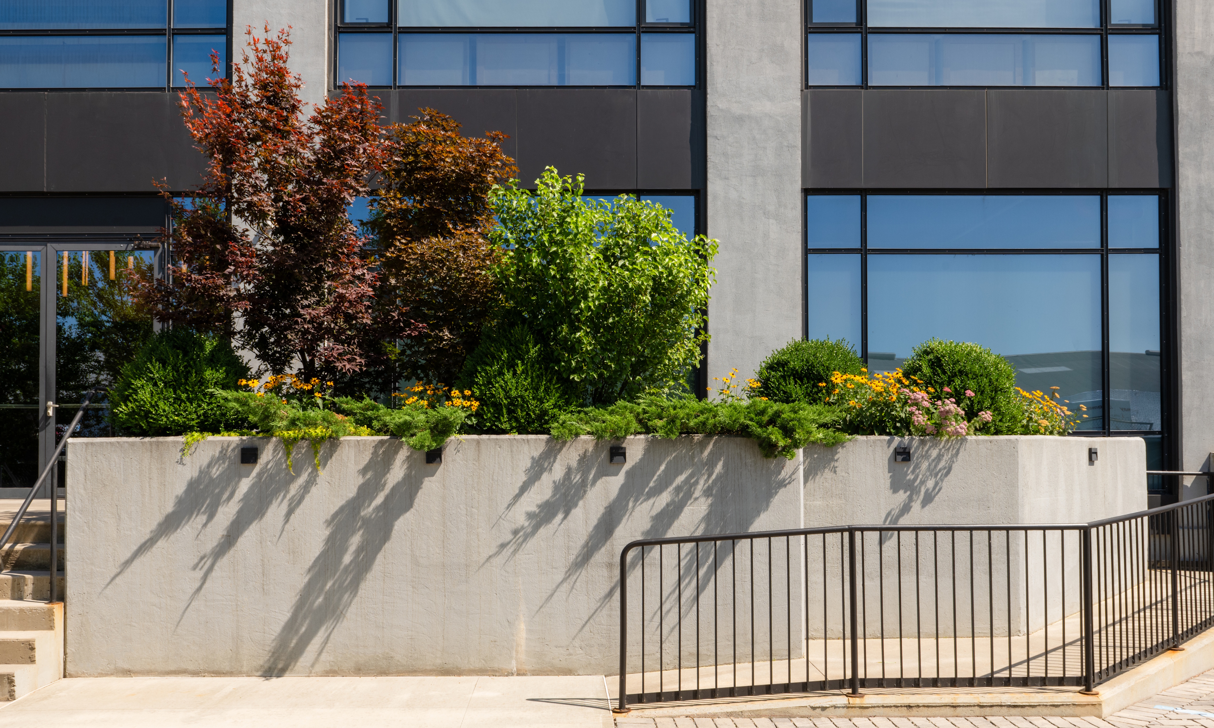 Laurie Blumenfeld's community garden in NYC, bed with trees including an acer