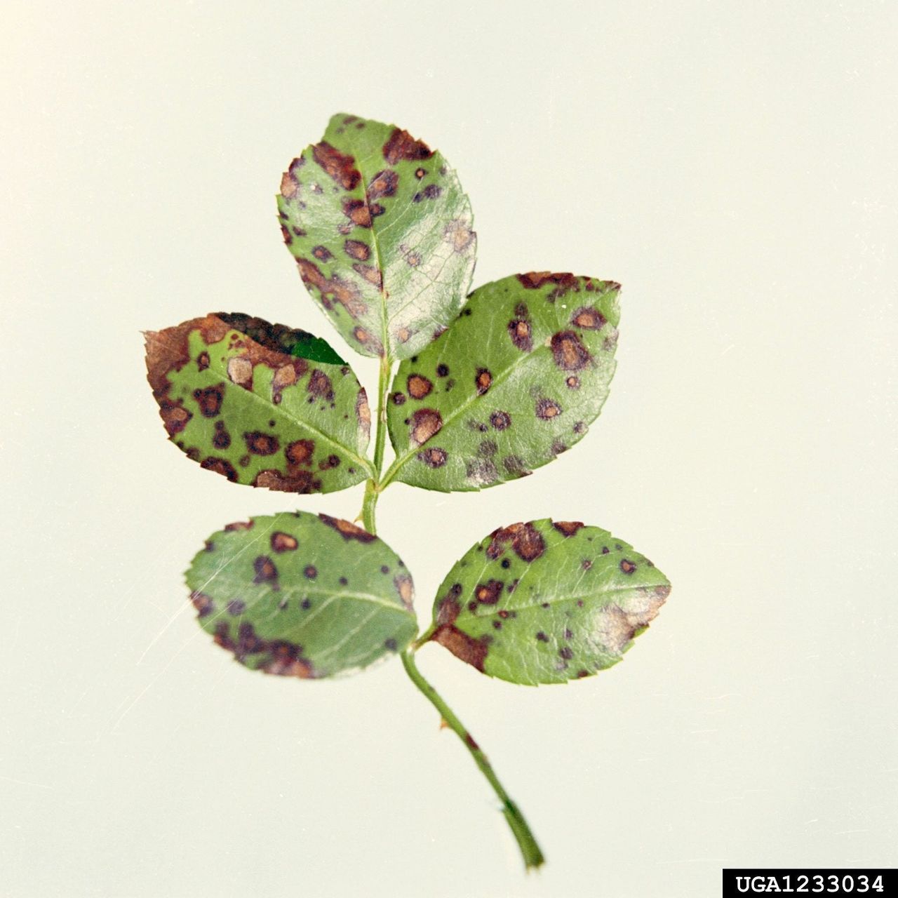 Black Spots On Rose Bush Leaves