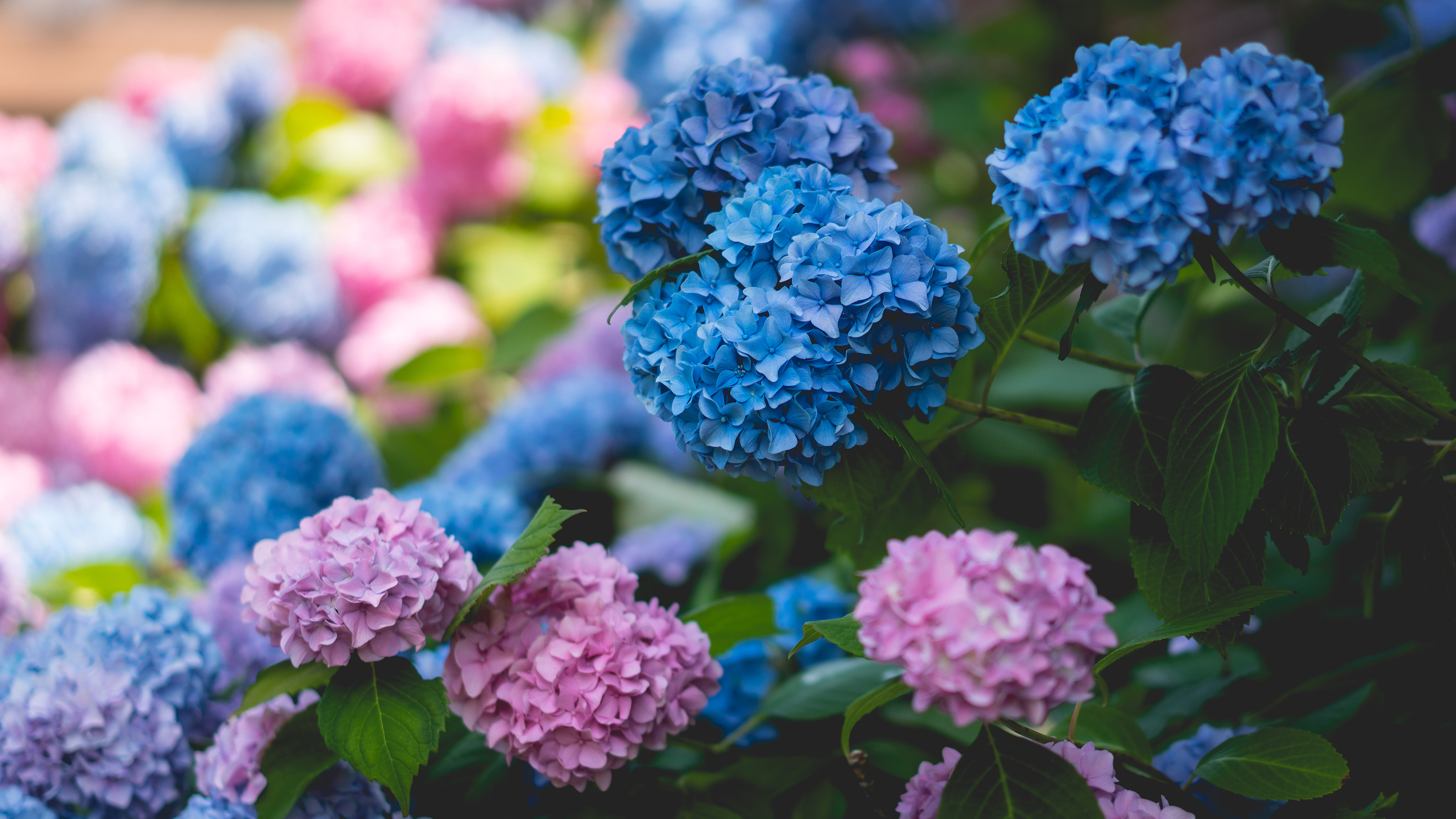 keep a hydrangea blue close up of blue and pink hydrangeas in the border
