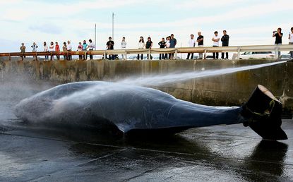 A whale caught in Chiba, Japan