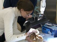 Jo Appleby of the University of Leicester examines the skull of Richard III, looking for his fatal wound.