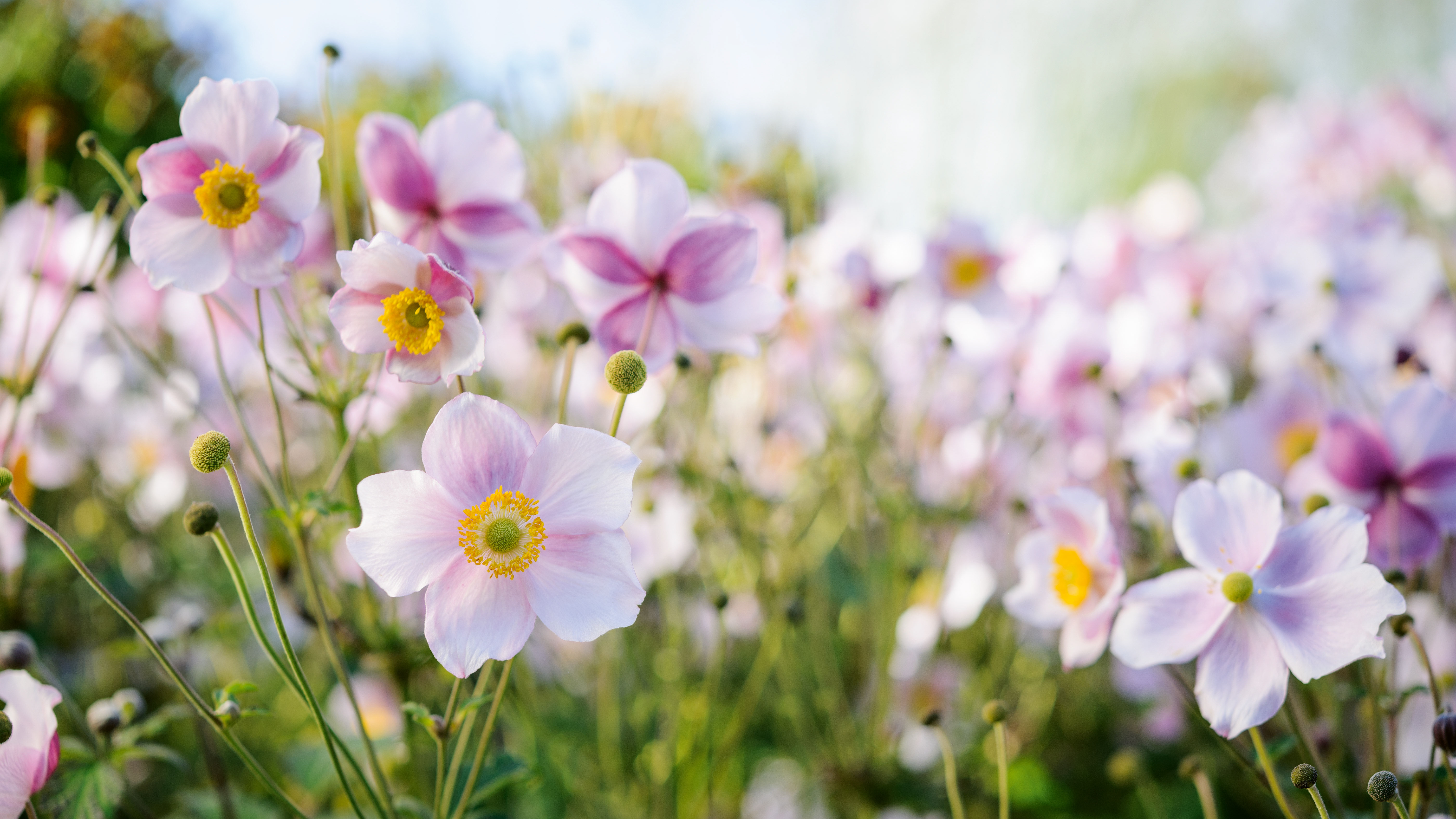 Photograph from Jason&#039;s Ingram&#039;s book How to Photography Gardens