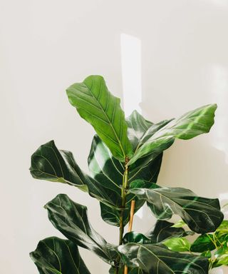 A fiddle leaf fig against a white wall with sunlight
