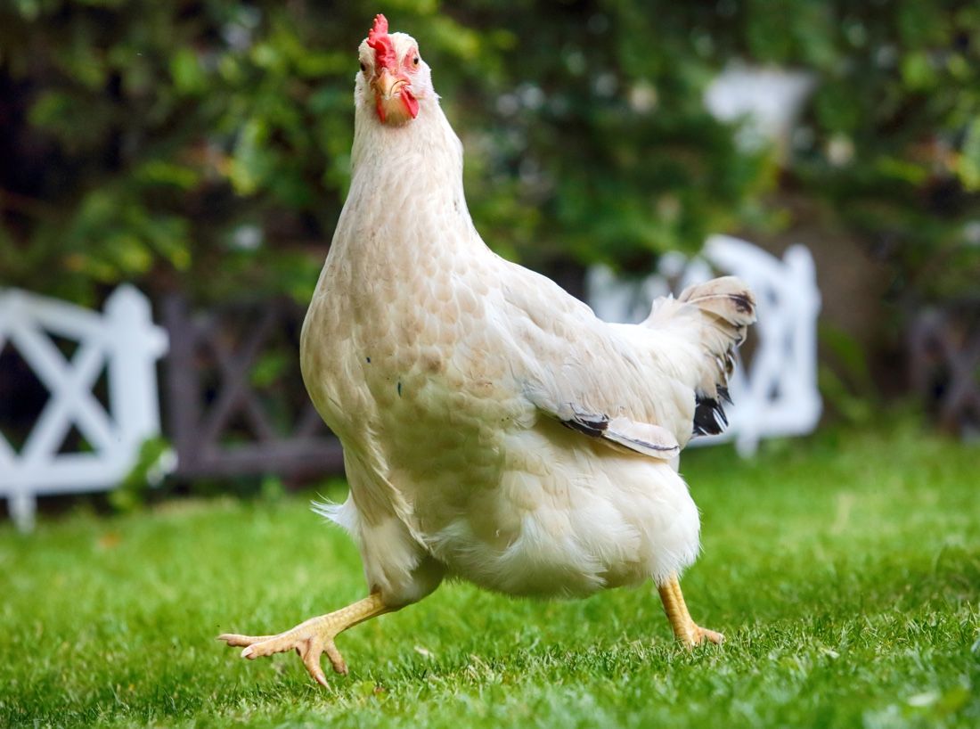 Future Humans May Call Us The Chicken People And Heres Why Live 