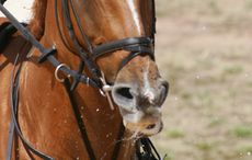 pippa-roome-and-peanut-LO9B6784.jpg