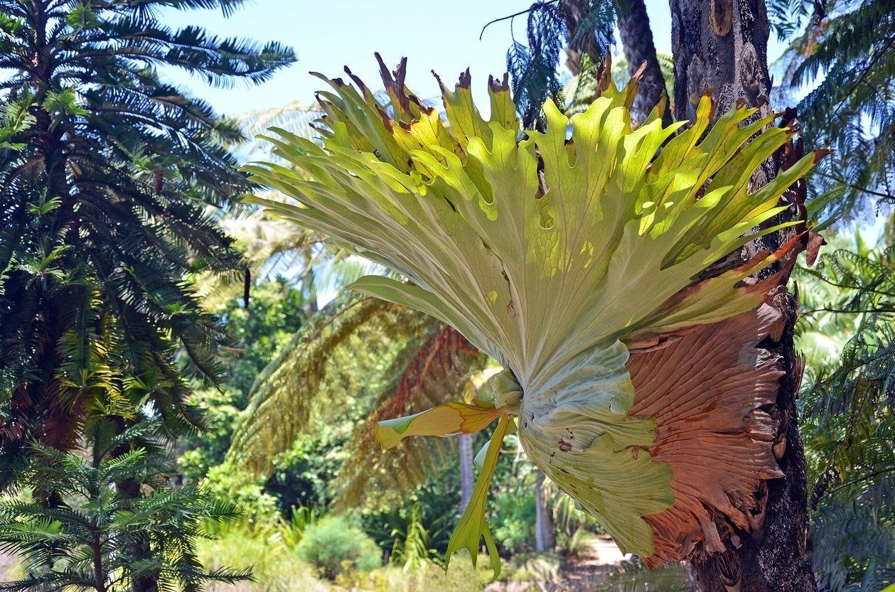 staghorn outdoors