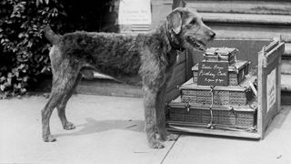 Stolen dog collar: A black and white photo of Laddie Boy, US President Warren G Harding’s airedale terrier