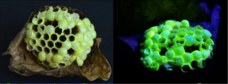 wasp nest on left side shown under white light; the same wasp nest on the left shown under UV light and glowing bright green
