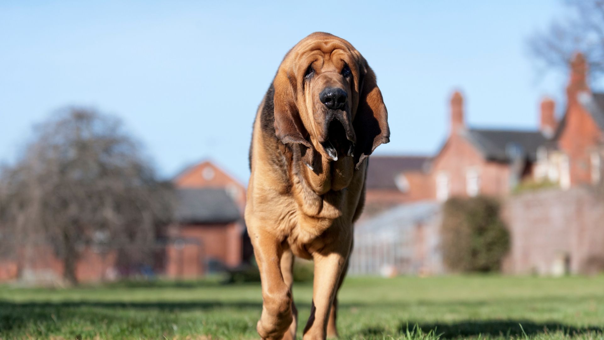Bloodhound with floppy ears