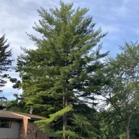 Loblolly pine (pinus taeda) at Nature Hills