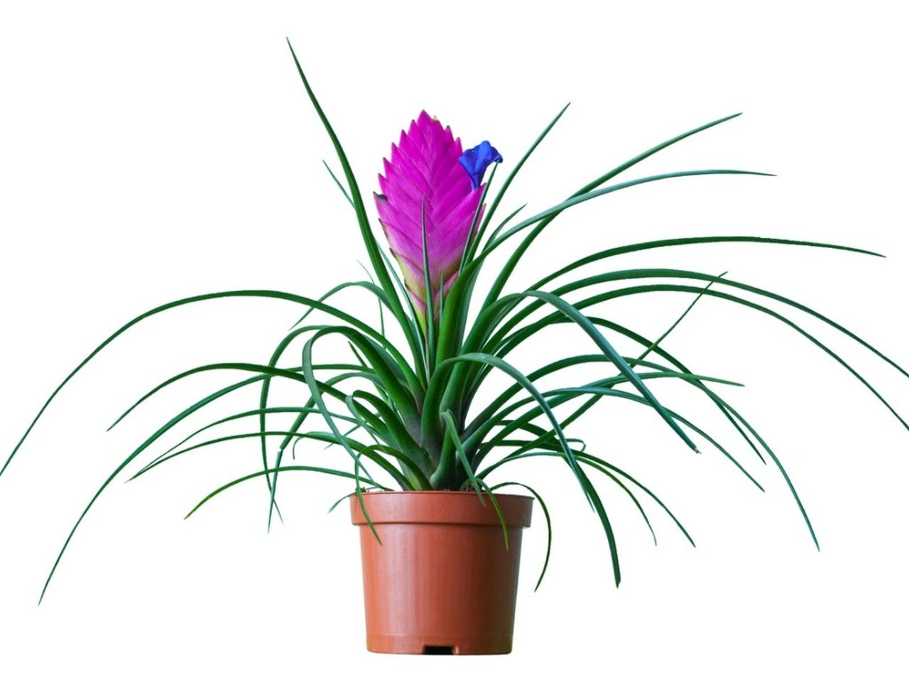 Potted blooming pink quill plant on a white background