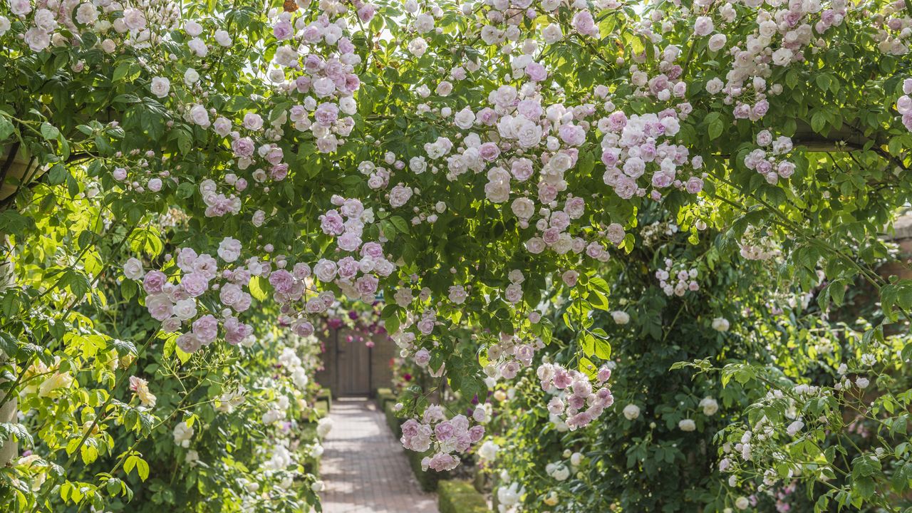 best screening plants - Belvedere rambling rose from David Austin Roses growing over a pergola 