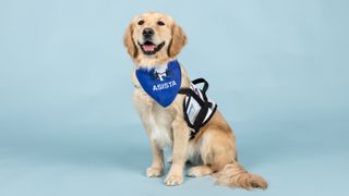 Therapy dog Ruby wearing her therapy dog harness and bandana