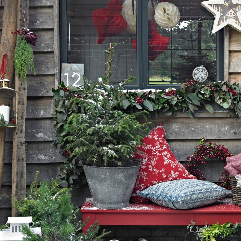 how-to-grow-holly-an-expert-growing-guide-ideal-home