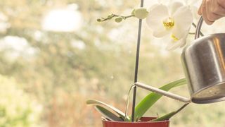 woman watering orchid with stainless steel watering can