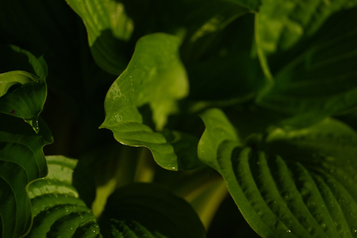 Sample image shot on the Sony A7R VI, unedited JPEG
