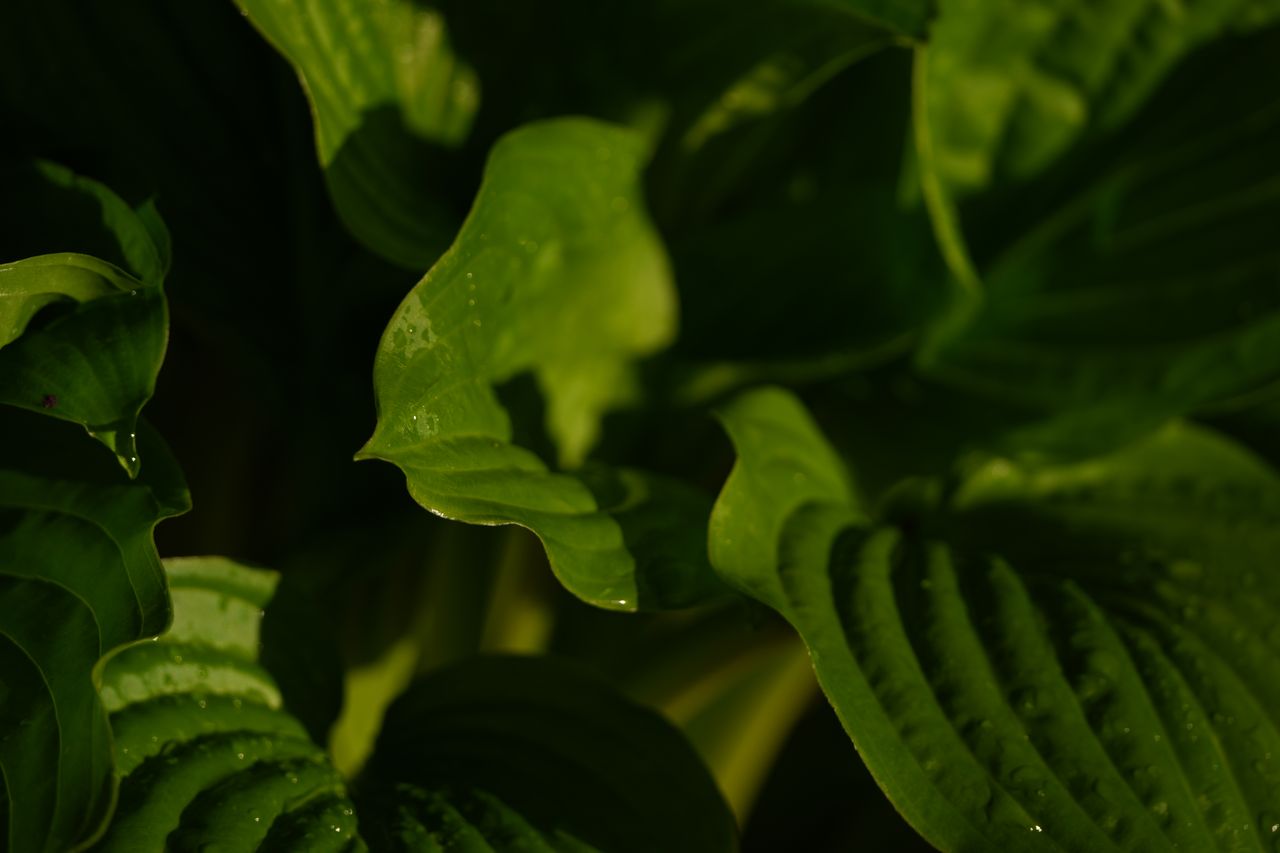 Sample image shot on the Sony A7R VI, unedited JPEG