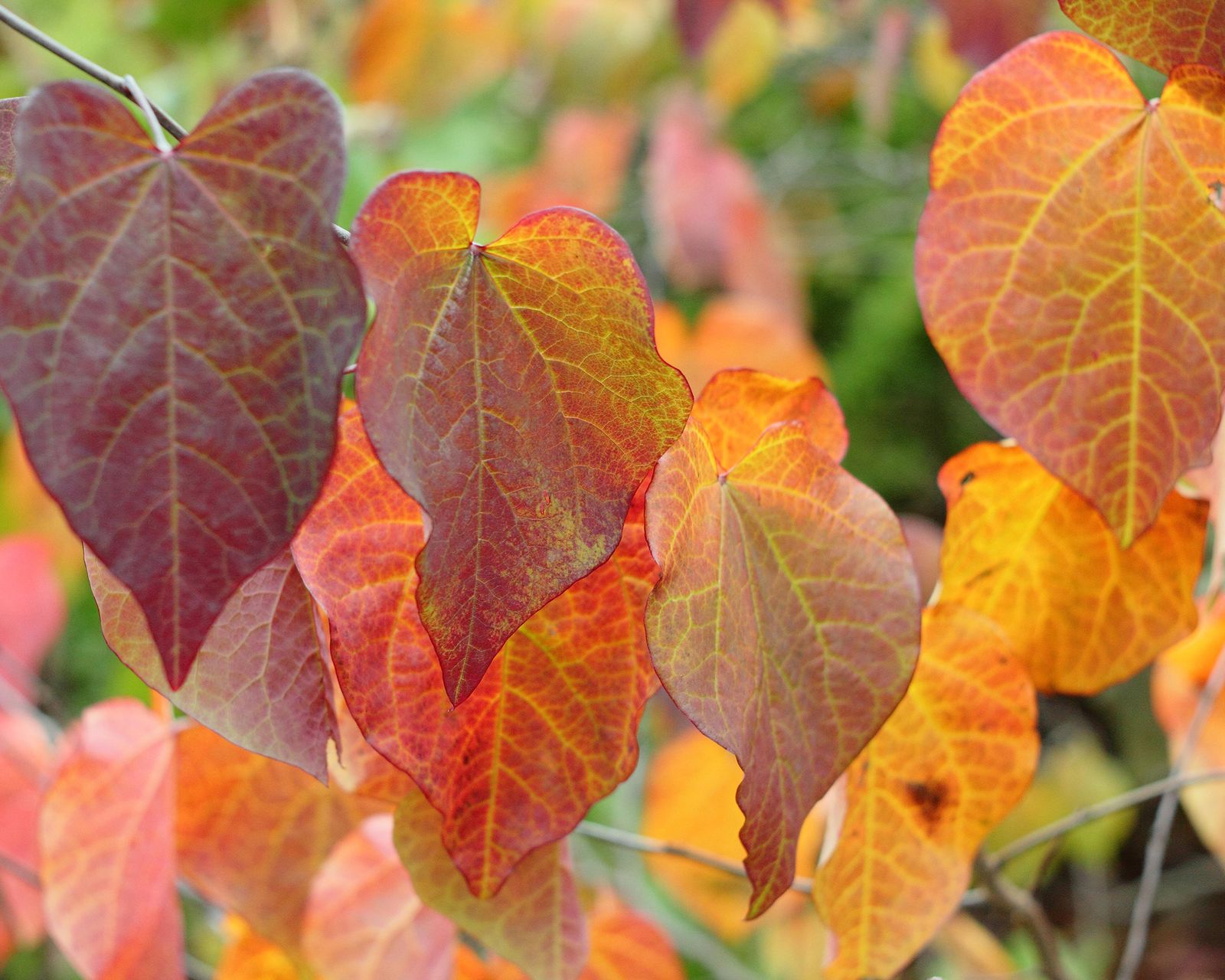 Best trees for fall color: create unbeatable autumn interest | Gardeningetc