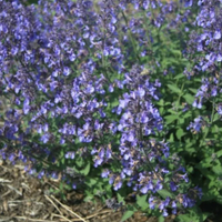 Junior Walker™ Catmint | Was $49.99, now $29.99 at Nature Hills
