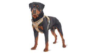 Auroth Tactical Dog Harness 