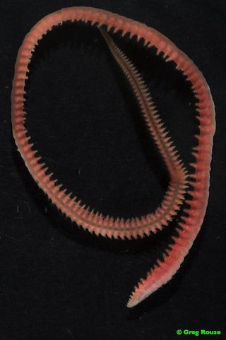A long red nautiliniellid worm.