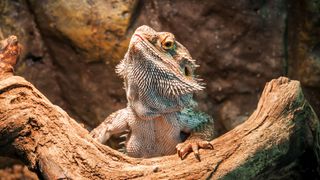 Lizard climbing on one of the best toys for pet lizards