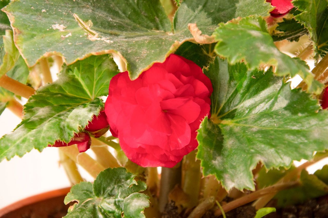 Currled Begonia Leaves