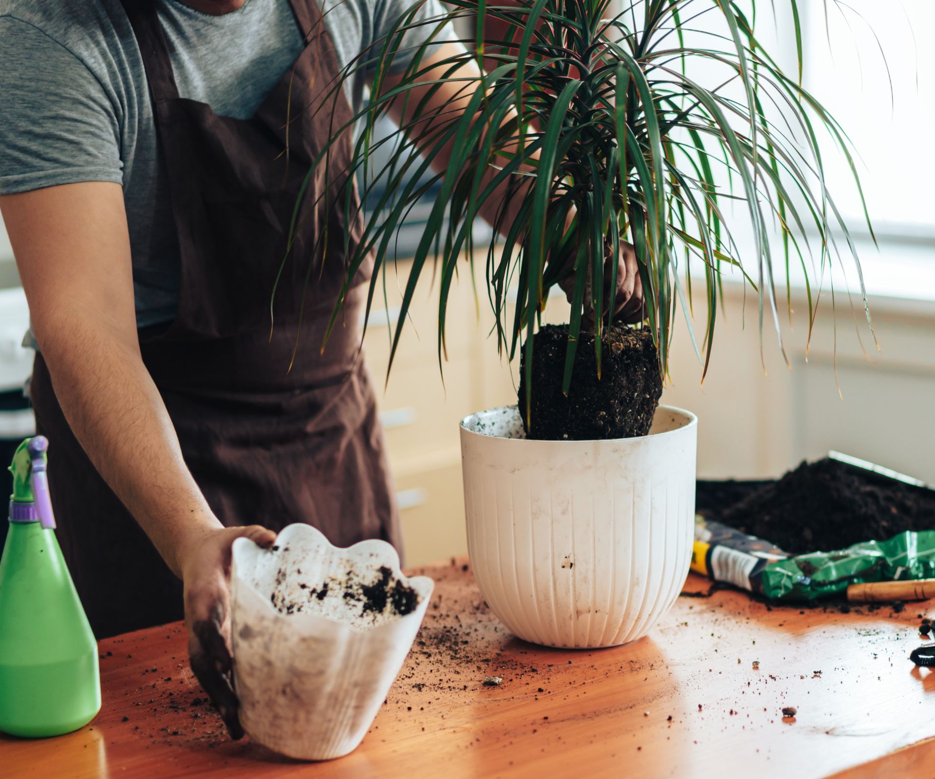 Replant the dragon tree