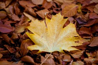 Autumnal leaves