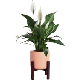 Costa Farms Peace Lily Live Indoor Plant